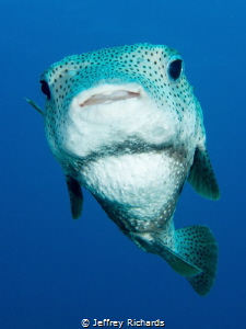 Porcupine Pufferfish are my favorites! by Jeffrey Richards 